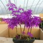 20 Seeds Purple Ghost Japanese Maple Ornamental Tree