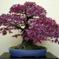 20 Seeds Purple Ghost Japanese Maple Ornamental Tree