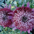 50 Seeds Rare 'Snow Purple' Echinacea Flower Plant Coneflower