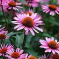 50 Seeds Rare 'Snow Purple' Echinacea Flower Plant Coneflower