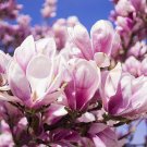 10 Seeds Taizhou Pink Yulan Magnolia Big Blooming Fragrant Shrub Flowers
