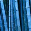 100 Seeds Blue Bamboo