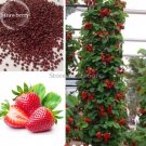100 Seeds Middle-sized Red Climbing Strawberry Fruits