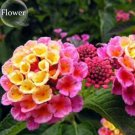 10 Seeds Pink Yellow Lantana Camara Perennial Flowers