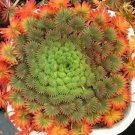 100 Seeds Oxalis palmifrons Bonsai Rare Flower Bonsai Perennial Indoor Flowering Pot Plants