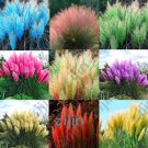 1000 Seeds Colorful Pampas Grass Cortaderia Seed are Very Beautiful Garden Plants