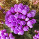 10 Seeds Rare Geranium Seeds Purple Tulip Pelargonium Bonsai Potted Plant