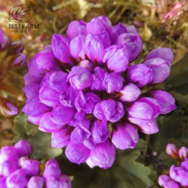10 Seeds Rare Geranium Seeds Purple Tulip Pelargonium Bonsai Potted Plant
