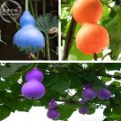6 Seeds Blue Orange Purple Bottle Gourd