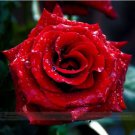 50 Seeds Strong Fragrant Red Rose Flower