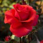 50 Seeds Strong Fragrant Red Rose Flower