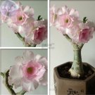 2 Seeds Light Pink Aniumde Obesum Desert Rose