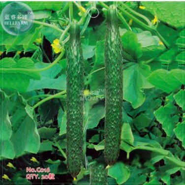 20 Seeds Cucumber Dark Green Crisp Barbed Vegetable