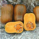 10 seeds Honeynut Squash Butternut Vegetable