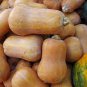 10 seeds Honeynut Squash Butternut Vegetable