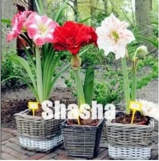 100 Seeds Mixed Amaryllis Red White Pinkish-White Mix Colors