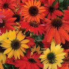50 Seeds Perennial Echinacea 'Cheyenne Spirit Mixed' Coneflower