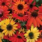 50 Seeds Perennial Echinacea 'Cheyenne Spirit Mixed' Coneflower