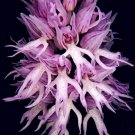 100 seeds Orchis Italica Bonsai Pyramid Monkey Orchid