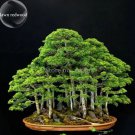 50 Seeds Bonsai Metasequoia Dawn Redwood Evergreen Ornamental Plants