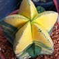 10 Seeds Astrophytum ornatum Rare Succulent