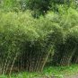 10 Seeds Rare Tianshan Umbrella Bamboo Perennial Evergreen Plants