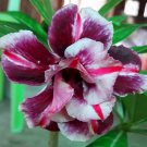 5 seeds The Dreamlike Adenium Obesum