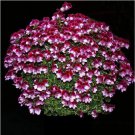 10 Seeds Geranium 'Colorful Butterfly' Blackish Red White Flowers