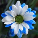 50 Seeds Rare Ballad of Dueana Chrysanthemum Flowers  White Yellow