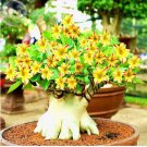 2 Seeds Yellow Adeniu mRed Stripe Desert Rose, bonsai short