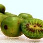 30 Seeds Cocktail Miniature Kiwi Kiwiberry Berry Hardy Actinidia Arguta Fruit