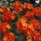 10 Seeds Geranium Maverick Orange Perennial Flower