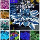 200 seeds Colorful hosta Flores Indoor Bonsai Flower plantas