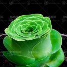 200 seeds Mountain Rose Succulents Bonsai Plants Perennial Indoor Succulent Plant