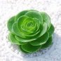 200 seeds Mountain Rose Succulents Bonsai Plants Perennial Indoor Succulent Plant