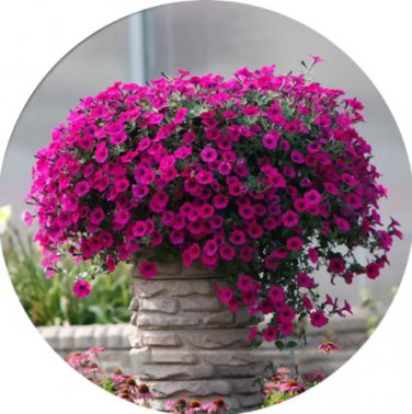 200 Seeds Imported Beautiful Hanging Bonsai Petunia