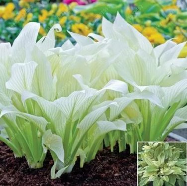 100 seeds hosta plants, hosta seeds, bonsai flower