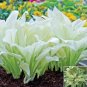 100 seeds hosta plants, hosta seeds, bonsai flower