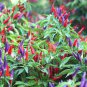 50 Seeds Garden Ornamental Hot Pepper