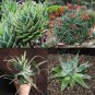 Mixed Aloe 100 Seeds