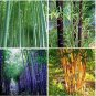 60 seeds Bamboo Seeds Mixed Green Black Purple Yellow Colors