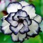 1000 seeds Adenium Desert Rose Seeds White Purple Double Flowers