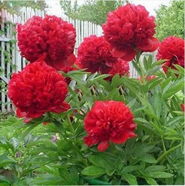 5 Seeds Mudanji' Blackish Deep Red Peony Tree , Perennial big blooms for home garden double petals