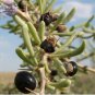 20 Seeds Fresh Feral Organic Black Goji Berry Herbs