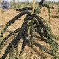 20 Seeds Fresh Feral Organic Black Goji Berry Herbs