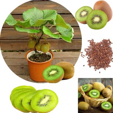 100 Seeds Bonsai Kiwi Fruit