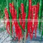 10g seeds Rare Jintai Red Green Long Hot Chili Pepper 'Hong La 18' F1 Seeds,