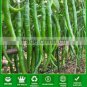10g seeds Rare Jintai Red Green Long Hot Chili Pepper 'Hong La 18' F1 Seeds,