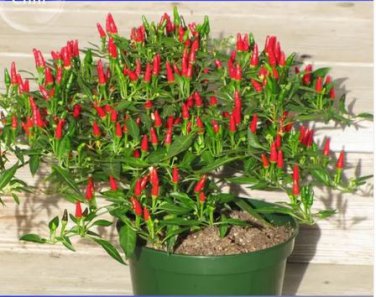 100 Seeds Thai Sun Hot Pepper Capsicum annuum Ornamental Chili