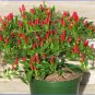 100 Seeds Thai Sun Hot Pepper Capsicum annuum Ornamental Chili
